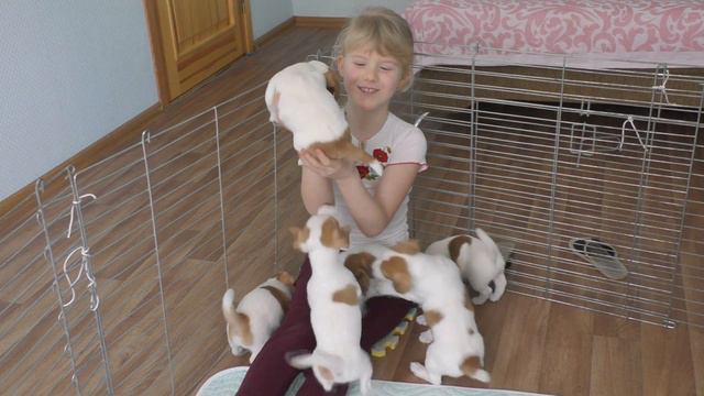 Ребенок и собака. Щенки Джек Рассел терьера и ребенок. Puppies Jack Russell Terrier and child смотреть онлайн