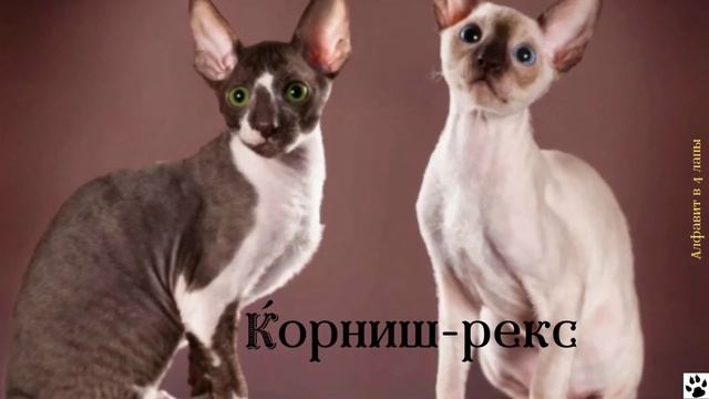 Алфавит в 4 лапы/К: Корниш рекс/История породы/характер/отличительные черты и качества/ смотреть онлайн