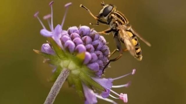 29 июня народный праздник Тихон Тихий. Народные приметы и традиции. Что делать нельзя. смотреть онлайн