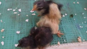 Вывод цыплят из яиц ИЗ ХОЛОДИЛЬНИКА??? Такого результата я не ожидал! Вылупление затянулось!