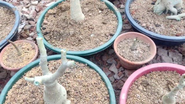 Adeinium ki repotting ke baad first fertilizer kya de | #adenium first fertilizer used in repotting смотреть онлайн