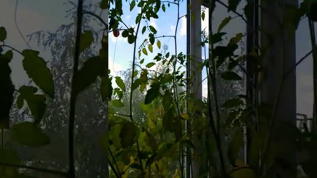 мои балконные черри, балконное чудо #shorts смотреть онлайн