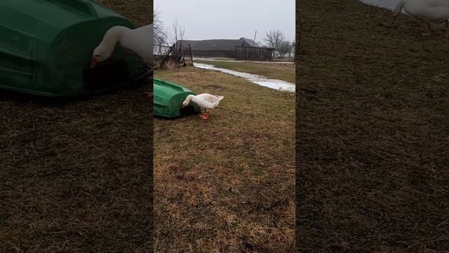 гуси Губернаторские зимой смотреть онлайн