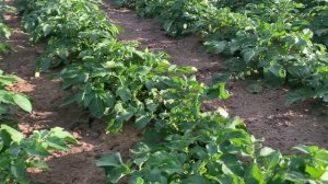 Картофель РИВЬЕРА итоги по выращиванию