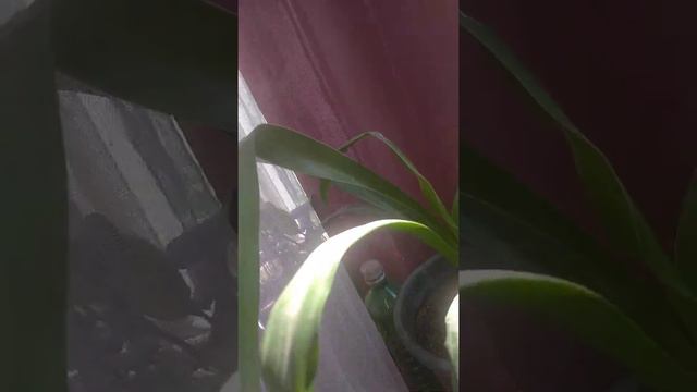 домашние цветы смотреть онлайн