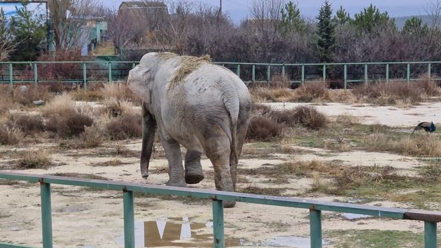 Дженни обходит свои владения! Тайган смотреть онлайн