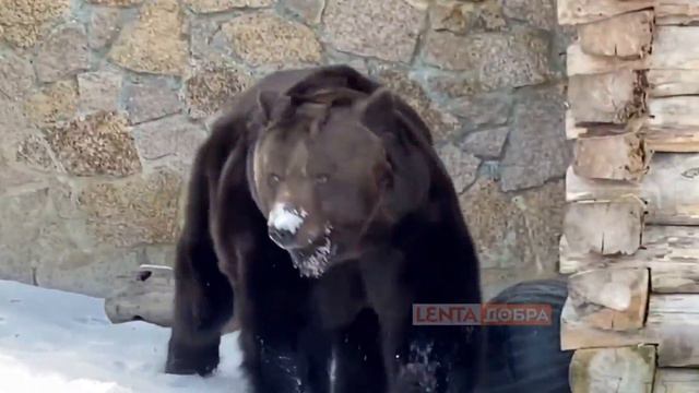 🐻 Бурый медведь по кличке Малыш вышел из зимней спячки! смотреть онлайн