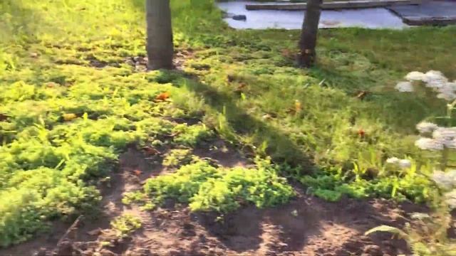 Тысячелистник из будущего, 3 й год. Загородная жизнь. смотреть онлайн