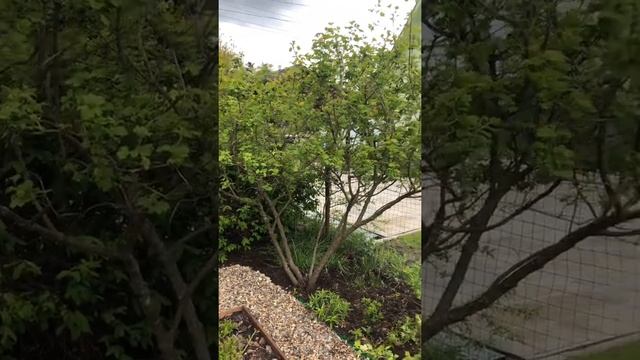 Формирование кроны в форме зонтика смотреть онлайн