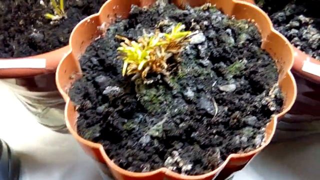 Выращивание ремонтантная клубника земляника Strawberry на окне 18.11.17