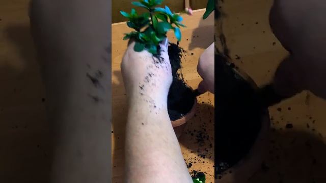 Kalanxoe çiçeyinin baxımı?/Каланхоэ: обрезка, пересадка смотреть онлайн