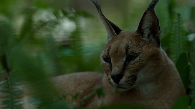 Caracal Africa Middle East Central Asia Pakistan India P-57*HD*World Animal Bird смотреть онлайн