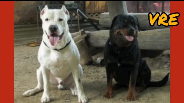 Cross mixes dogs Boerboel, Husky, Kolli, Dogo Argentino, Pitbull, Bulldog, Cane Corso, Alabai, Akit смотреть онлайн