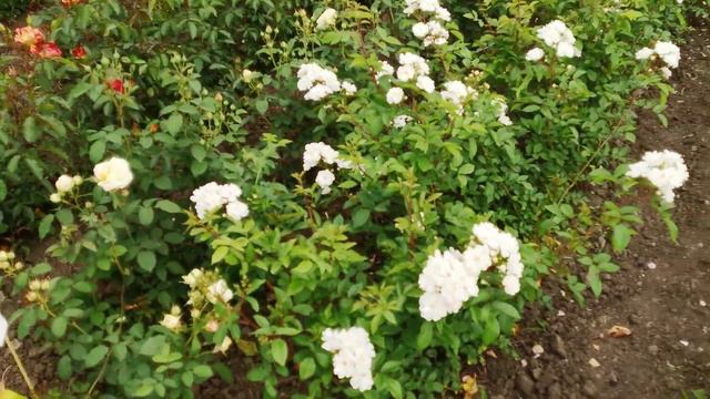 Царство роз 🌹🌹🌹 смотреть онлайн
