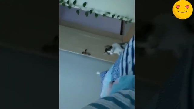 Приколы про животными до слез 2021 /КОТЫ И КОШКИ СМЕШНЫЕ ПРИКОЛЫ С ЖИВОТНЫМИ смотреть онлайн