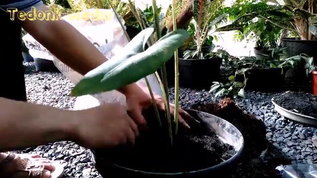 Repoting | Ganti Pot Alocasia Princeps смотреть онлайн