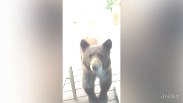 Дружелюбный медведь в деле. Люди накормили медведя и сняли на камеру это не беспомощное животное смотреть онлайн