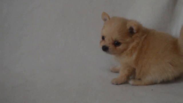Девочка Немецкого шпица. (Цверг) 1мес. смотреть онлайн