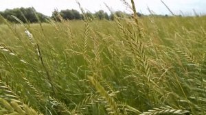 Плевел многолетний или райграс английский Lolium perenne (рус.)