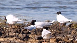 Птицы Южного Урала