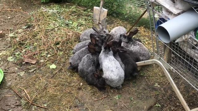 Кролики выгребают корм из кормушек, как с этим бороться. Мои кролики. Дачная Жизнь ТВ. смотреть онлайн