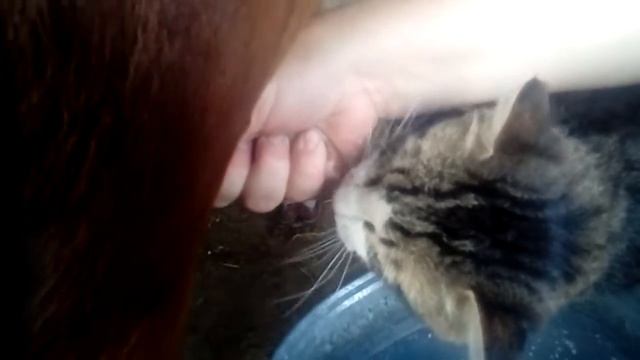 Кот пьёт молоко прям с под коровы смотреть онлайн