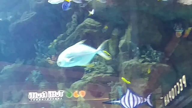 Аквариум в ТРЦ. Ocean. Plaza. 4.12 19. смотреть онлайн