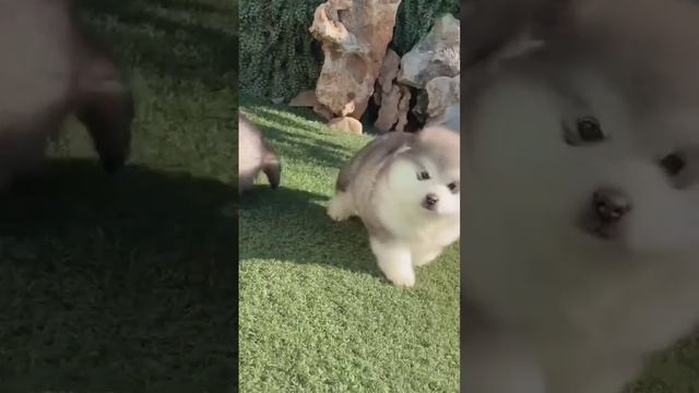 Cute Alaskan malamute puppies смотреть онлайн