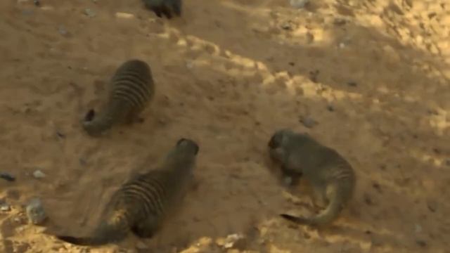 Рычащие мангусты смотреть онлайн