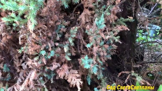 Можжевельник .Никогда НЕ ПОСАЖУ. Можжевельник Стрикта. Проблемный .#хвойные#можжевельники#сад#дача смотреть онлайн