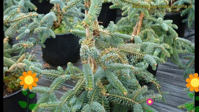 Пихта испанская Келлерис. Краткий обзор, описание характеристик abies pinsampo Kelleris смотреть онлайн