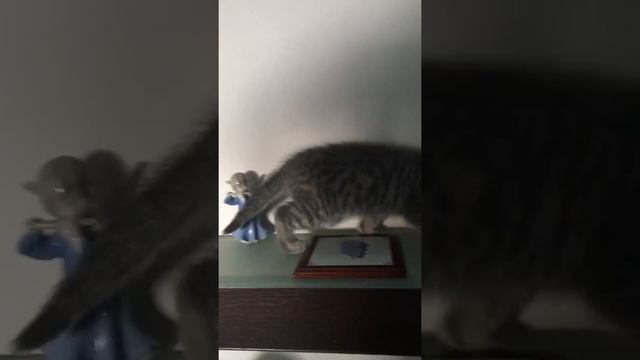 Шотландский мальчик скоттиш фолд в окрасе вискас смотреть онлайн