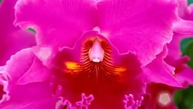 Для тебя , милая Леночка !!! смотреть онлайн