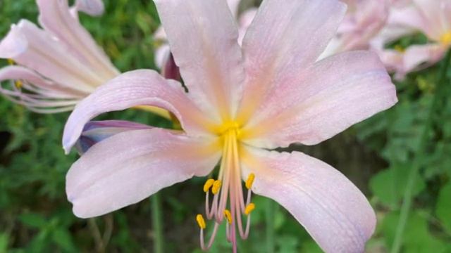 Beautiful Surprise Lilies смотреть онлайн