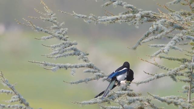 Мажоры пригласили нищую девушку на вечеринку чтобы посмеятся , то как она пришла повергло их в Шок смотреть онлайн
