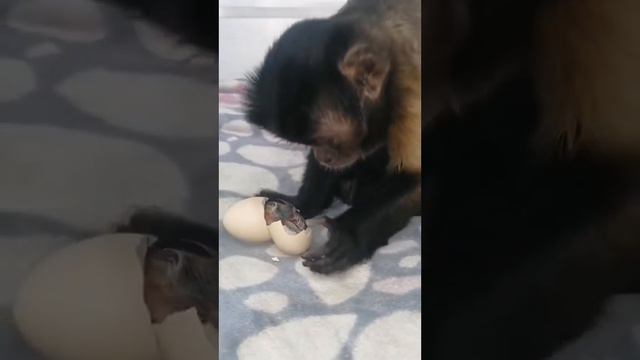 Смотрит переживает. Хочет помочь старается - но нельзя!) Процесс появление на свет новой жизни смотреть онлайн