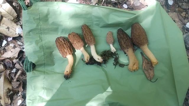 アミガサタケ Morchella esculenta смотреть онлайн
