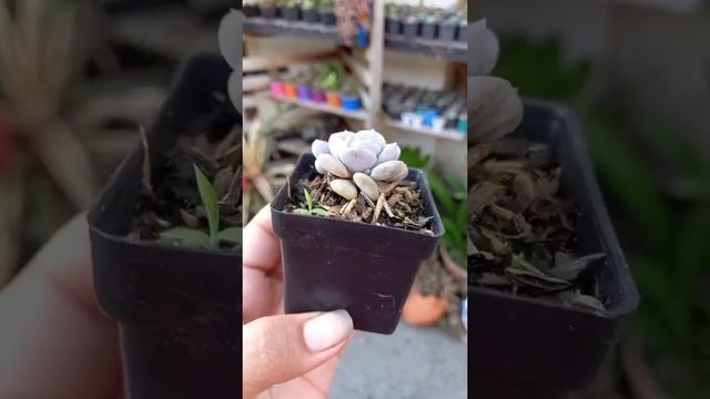 Echeveria Cubic Frost. смотреть онлайн