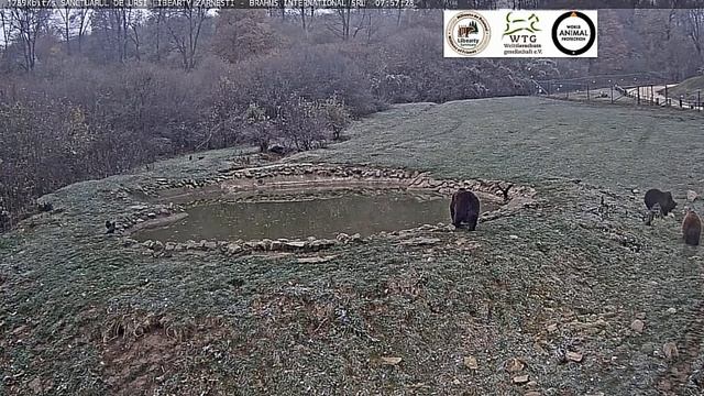 Мишка и еще три мишки рано пришли-снежок не спеша идет #Румыния