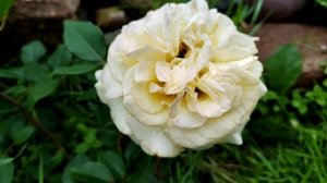 White Ashley (Вайт Эшли) - чайно-гибридный сорт розы.