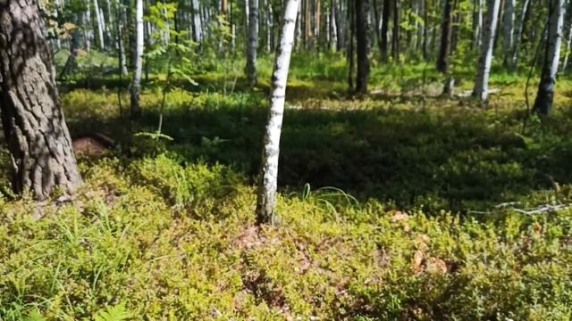 16 июля Сафари на чернику смотреть онлайн