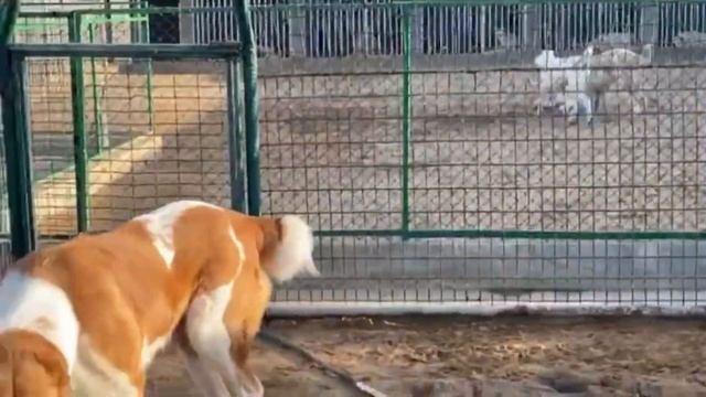 Расширение Питомника. Новый вольер для Туркменских Алабаев. смотреть онлайн