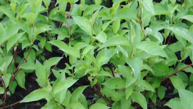 Gardening Tips   Great Examples Of Cute Shrubs For Wet Areas         Examples