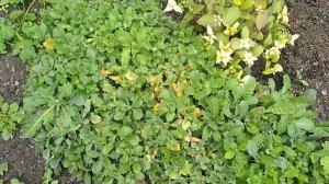 Как вырастить Арабис Кавказский.