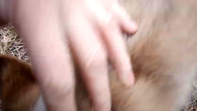 Корги Дождик : прогулка в лесу смотреть онлайн