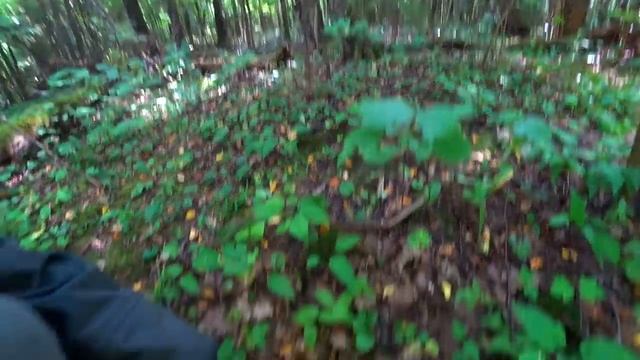 ГРИБЫ В ЗАСУХУ! ГРИБ-КОРАЛЛ в лесу! РАЗНООБРАЗИЕ ГРИБОВ в АВГУСТЕ 2020! Белые грибы пока отошли... смотреть онлайн