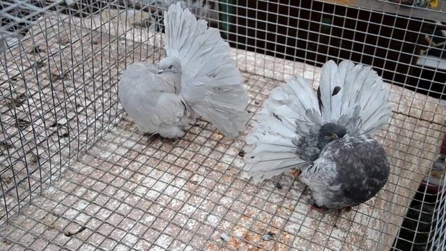 Американский тип павлинов(ГОЛУБИ.мои выводные) Ставрополье смотреть онлайн