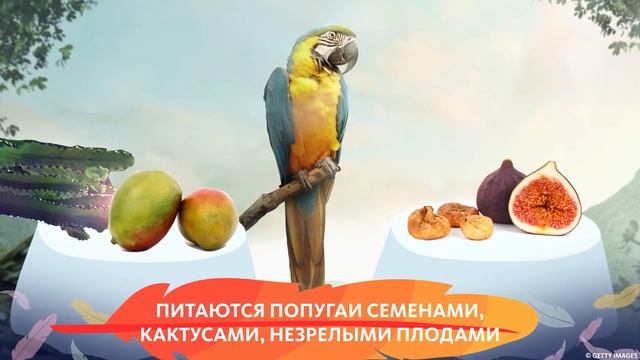 ИНТЕРЕСНАЯ ПТАШКА: ПОПУГАЙ АРА смотреть онлайн