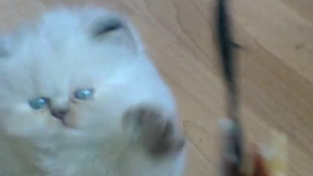 Смешные котята персов! Подборка! смотреть онлайн