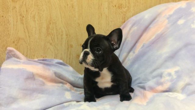щенок французского бульдога смотреть онлайн